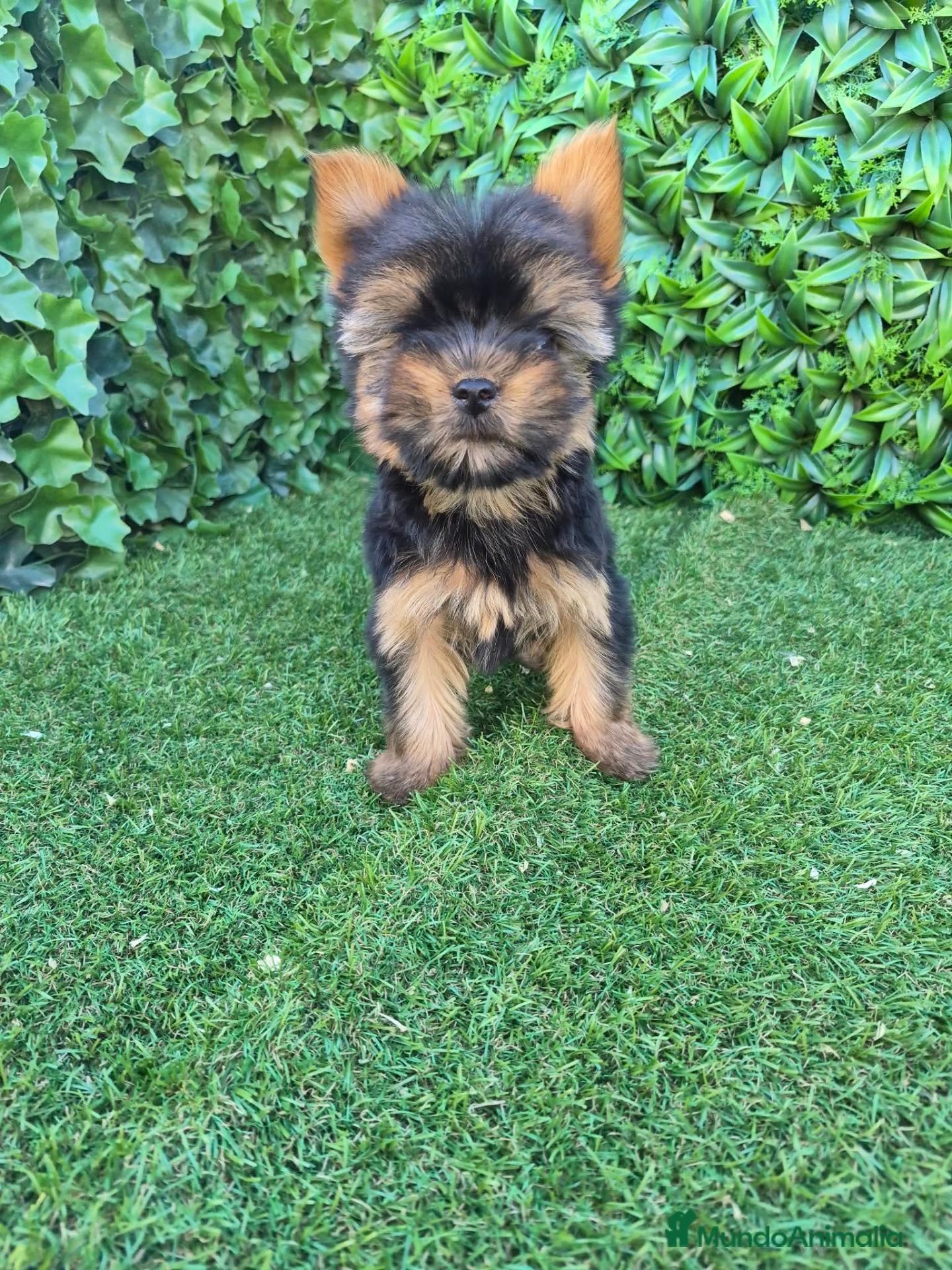 Yorkshire Terrier perros Yorsay machos  - Anuncio 2