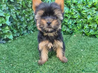 Yorkshire Terrier perros Yorsay machos - Anuncio 2