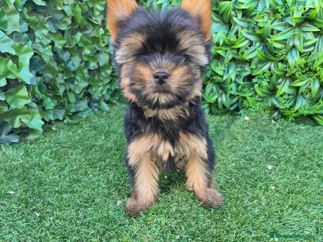 Yorkshire Terrier perros Yorsay machos - Anuncio 1