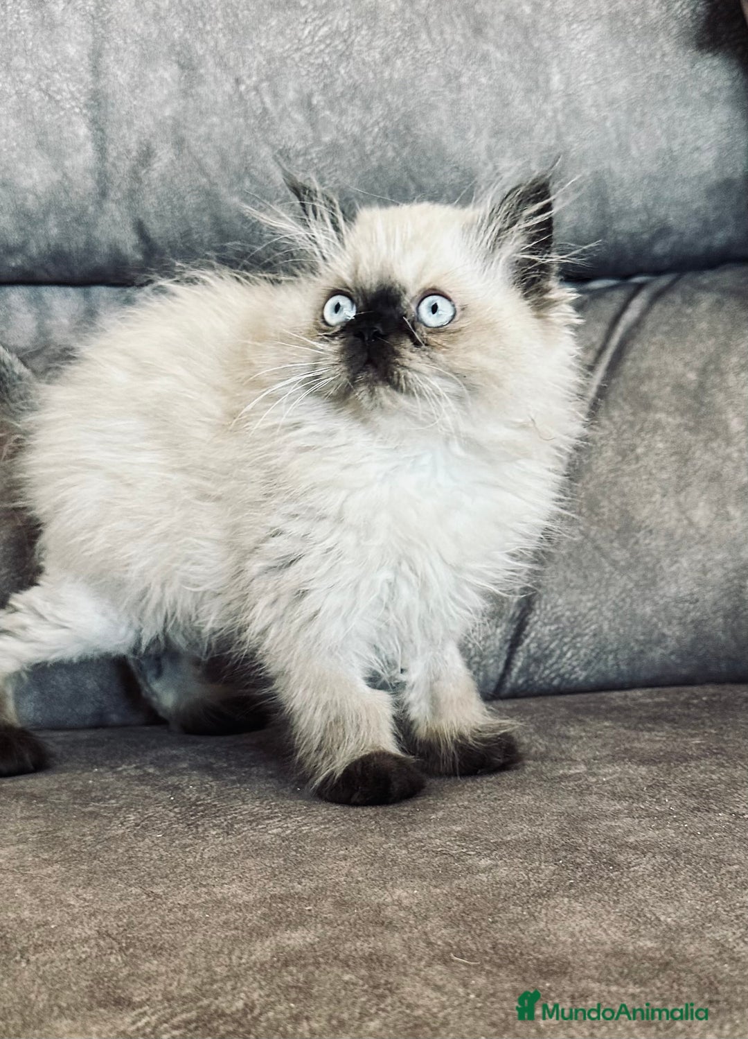 Persa gatos en venta: Precioso macho Himalayo - Imagen 3