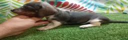 Teckel Miniatura perros en venta: TECKEL MINI - Anuncio 2