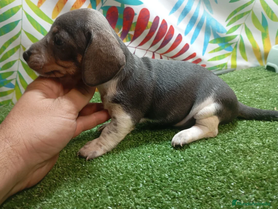 Teckel Miniatura perros en venta: TECKEL MINI - Anuncio 2