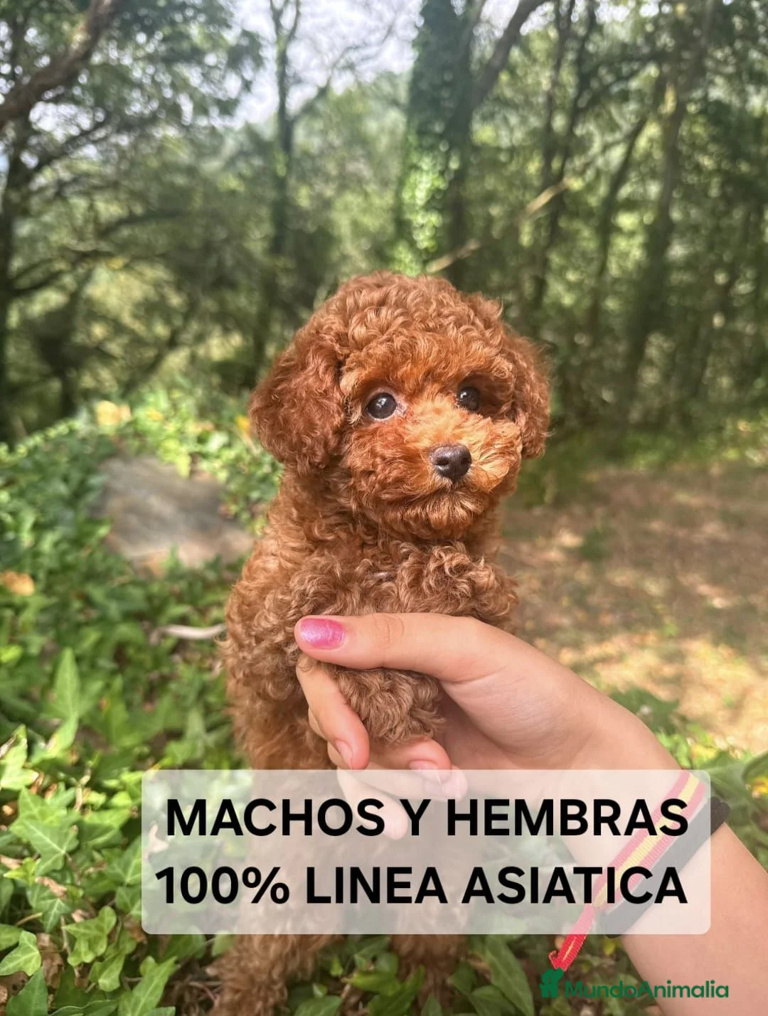 Caniche Toy perros en venta: Preciosos caniches Toy en Lugo - Anuncio 6