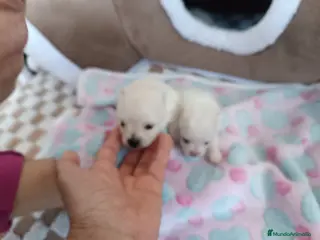 Pomerania perros POMERANIAS MONERÍA DE MACHITOS - Anuncio 2