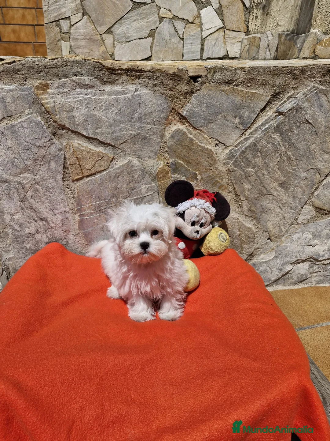 Bichón Maltés perros en venta: Bichón Maltés dulzuras en Barcelona - Anuncio 4