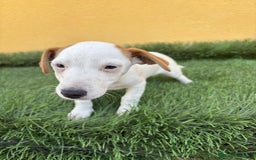 Jack Russell Terrier perros en venta: Hembra de Jack Russell  - Imagen 15
