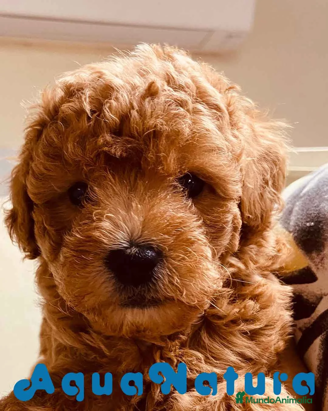 Caniche Enano perros en venta: Caniche Macho de Estela 4423 AQUANATURA en Barcelona - Anuncio 3