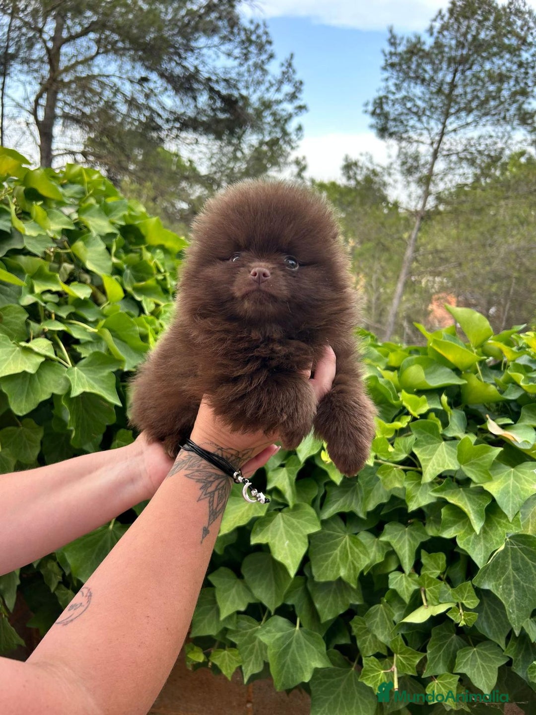 Pomerania perros en venta: Pomerania mini exótico  - Imagen 1