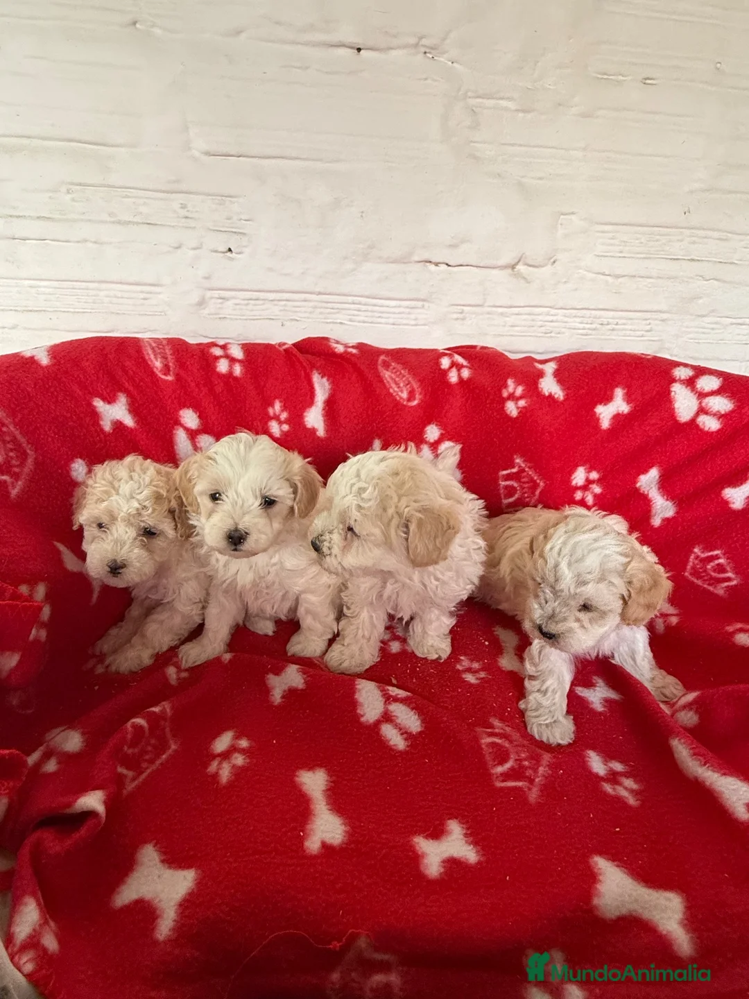 Maltipoo perros en venta: MALTIPOOS TOYS - Anuncio 2