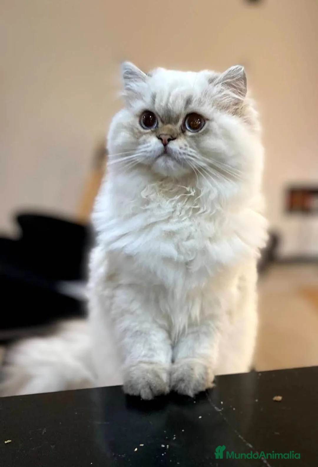 Británico de Pelo Largo gatos en venta: Gato Adulto british longhair - Anuncio 2