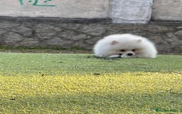 Pomerania perros en venta: Pomerania  - Imagen 2