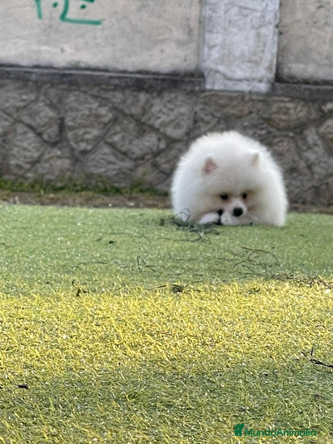 Pomerania perros en venta: Pomerania  - Imagen 2