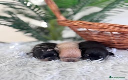 Chihuahua perros en venta: CHIHUAHUA - Imagen 10
