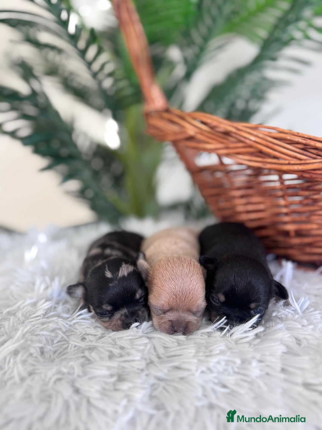 Chihuahua perros en venta: CHIHUAHUA - Imagen 10