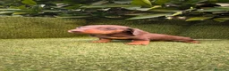 Teckel Miniatura perros en venta: teckel miniatura chocolate  - Anuncio 3