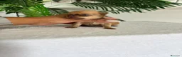 Chihuahua perros en venta: CHIHUAHUA  - Anuncio 3