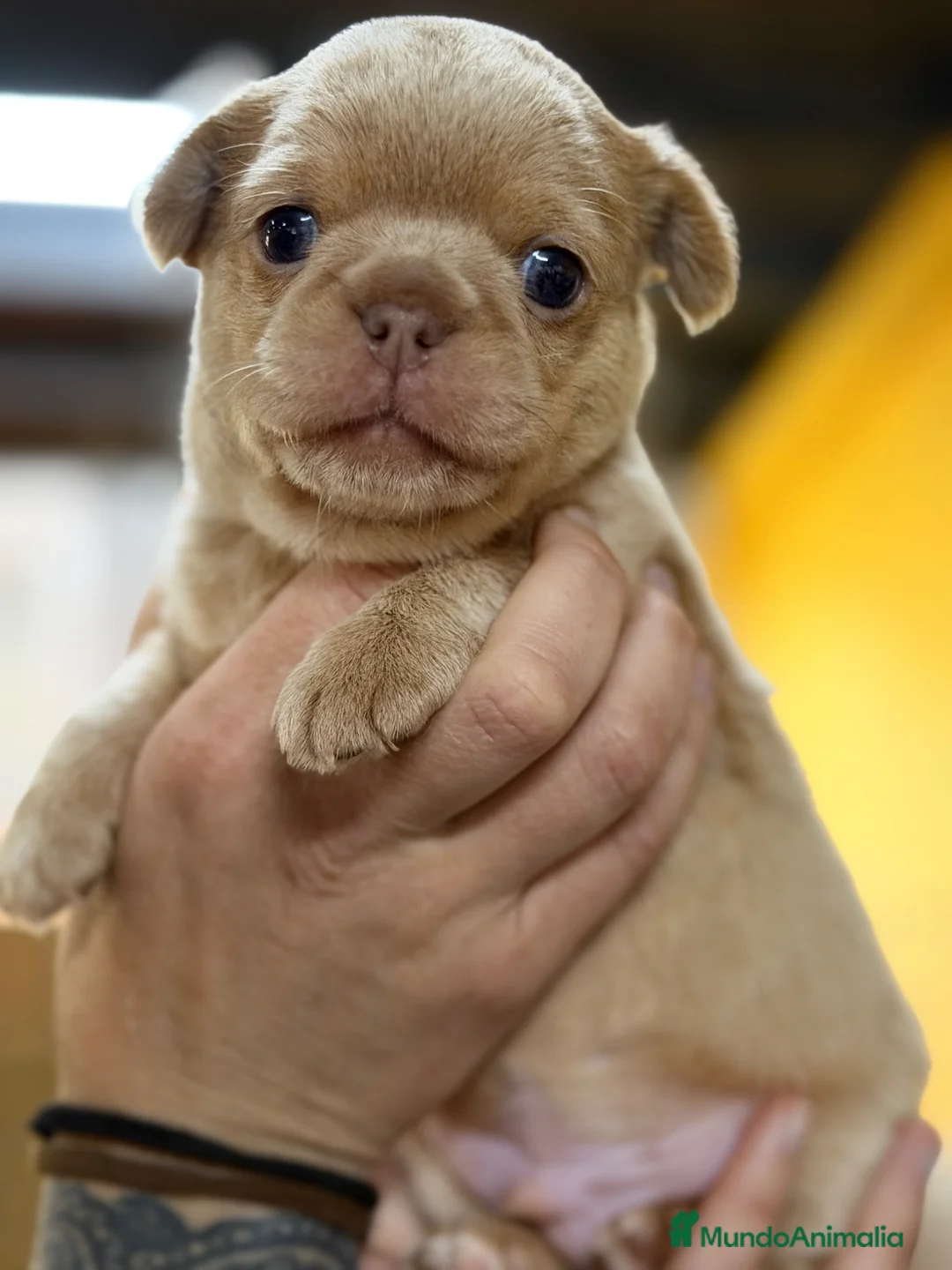 Chihuahua perros en venta: Chihuahua línea rusa  - Anuncio 2