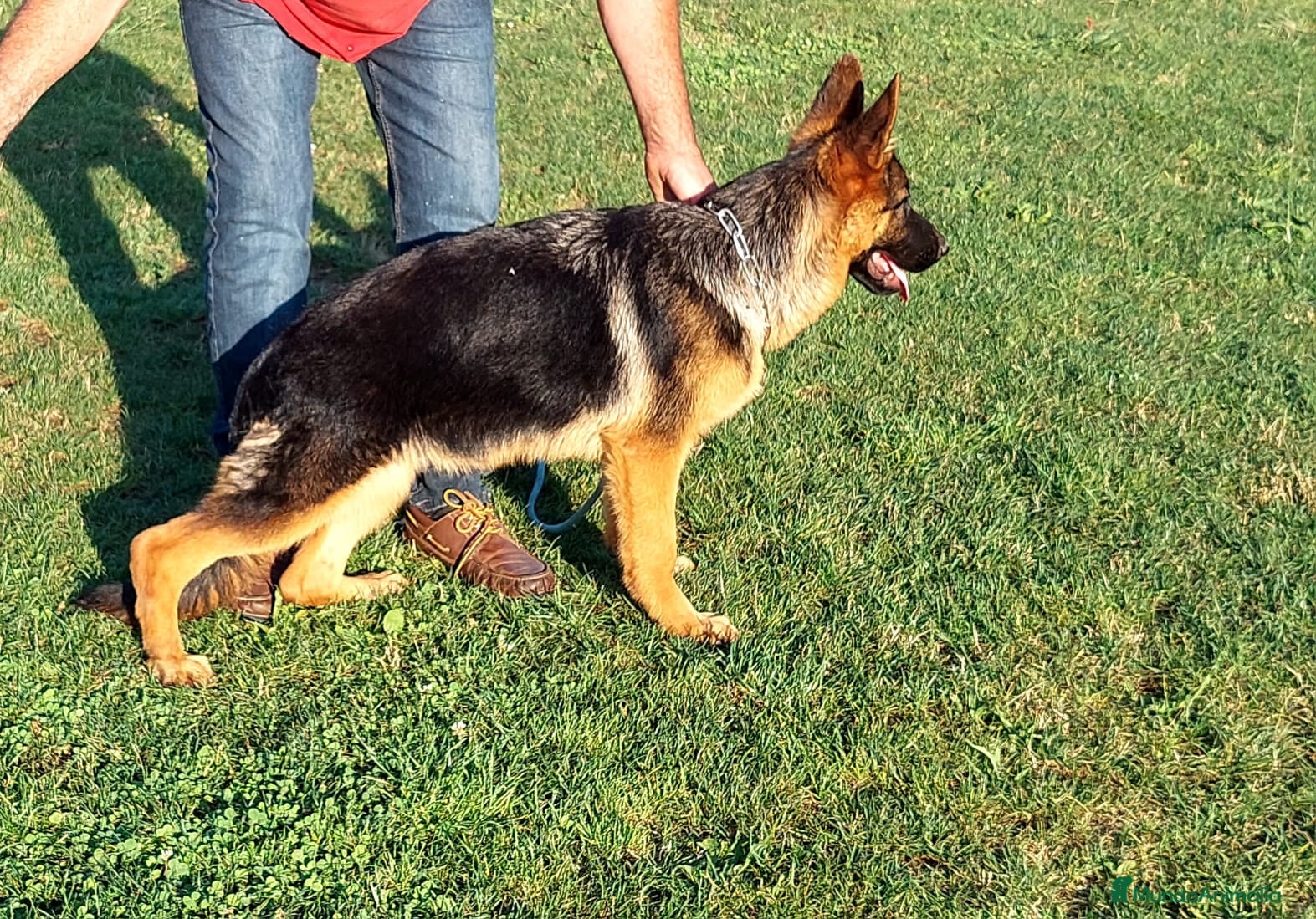 Pastor Alemán perros Pastores alemanes  - Anuncio 5