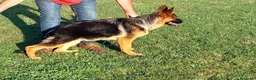 Pastor Alemán perros en venta: Pastores alemanes  - Anuncio 1