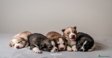 Husky Siberiano perros - Propaganda 10