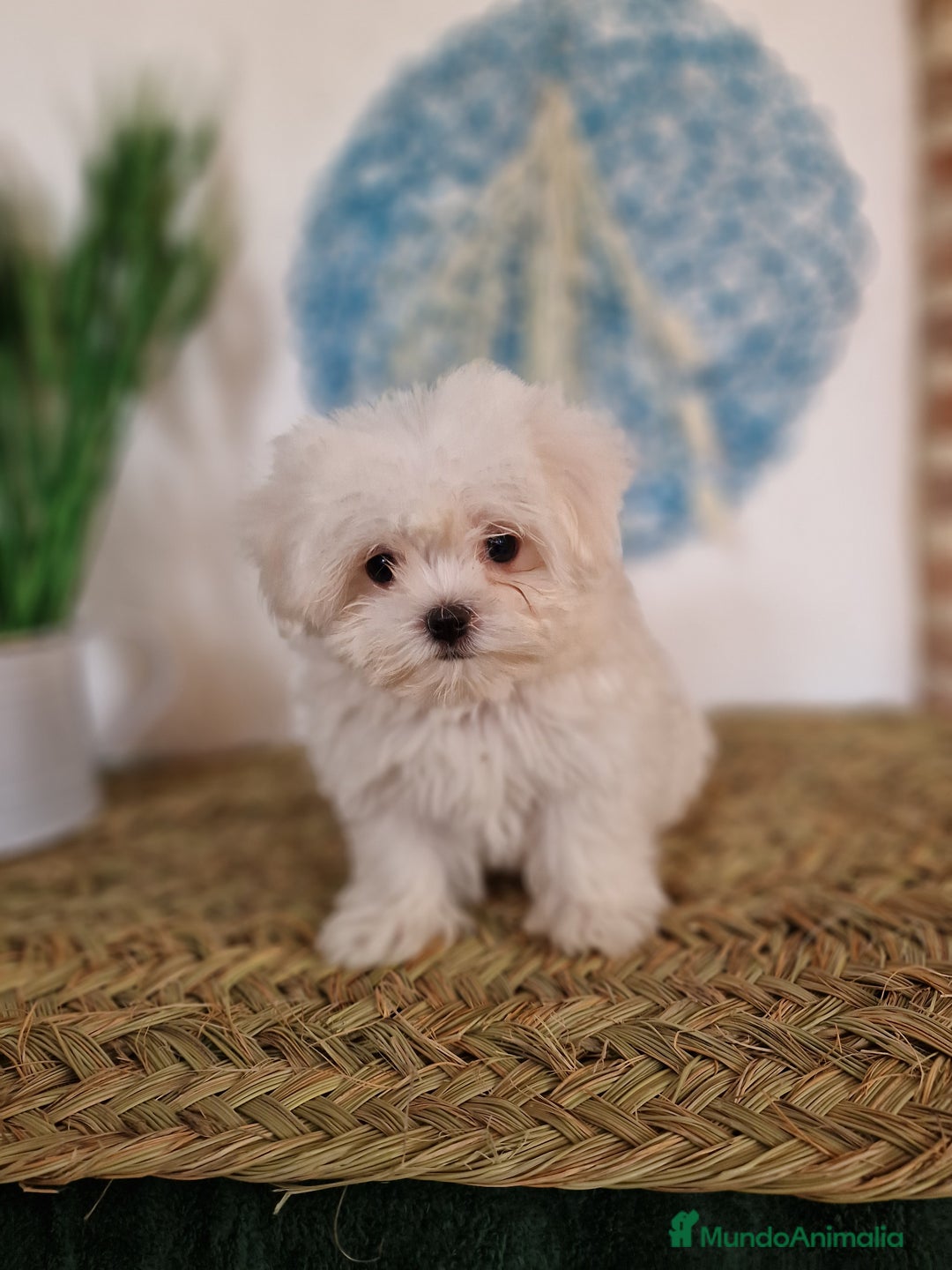 Bichón Maltés perros en venta: CAMADA DE BICHÓN MALTÉS  - Imagen 1