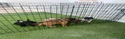 Bulldog Francés perros en venta: CAMADA DE BULLDOG FRANCÉS BIG ROPE  - Anuncio 3