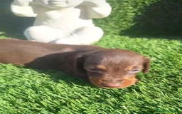 Teckel perros en venta: Teckel Hembras Choco - Anuncio 2