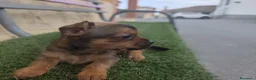 Raza Mixta perros en venta: Chorkie hembritas - Anuncio 8