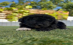 Perro de Agua Español perros en venta: PERRO DE AGUA HEMBRA - Imagen 5