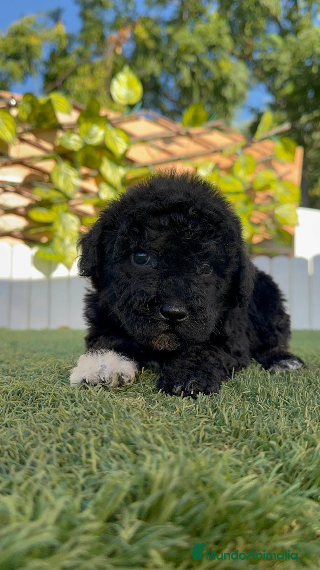 Perro de Agua Español perros en venta: PERRO DE AGUA HEMBRA - Imagen 5