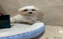 Bichón Maltés perros en venta: Bichon maltés toy  - Anuncio 6