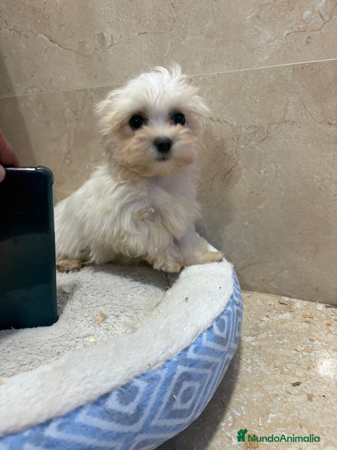 Bichón Maltés perros en venta: Bichon maltés toy  - Anuncio 6