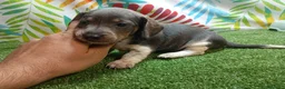 Teckel Miniatura perros en venta: TECKEL MINI - Anuncio 4