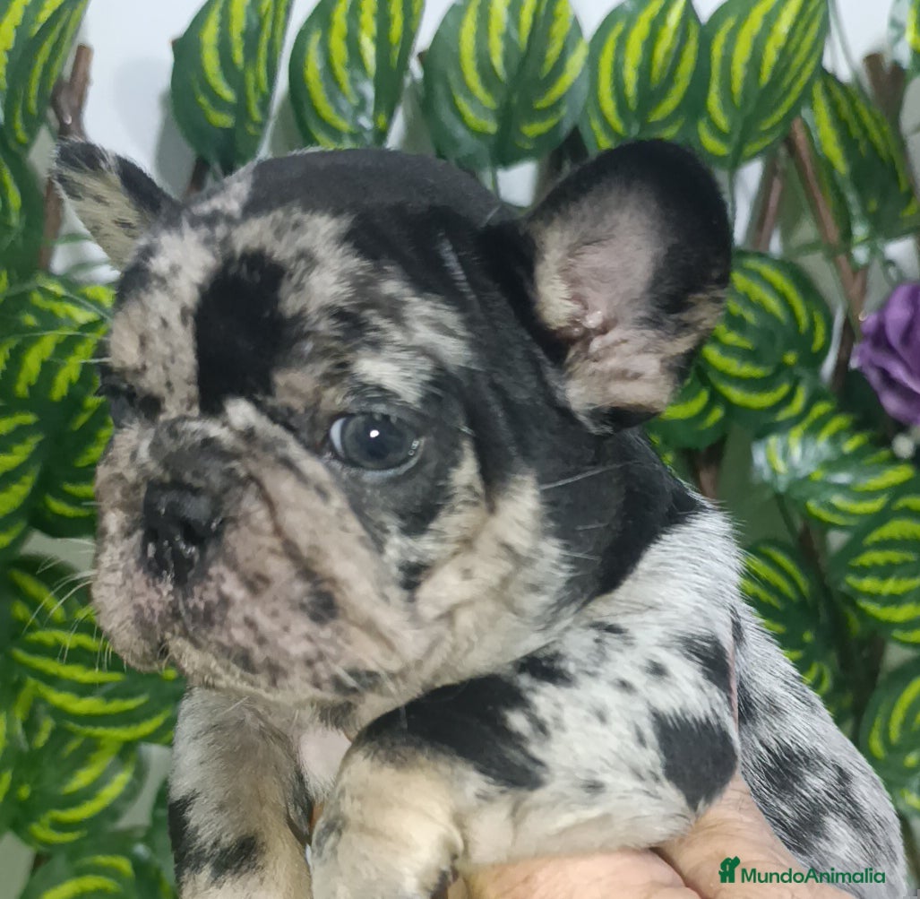 Bulldog Francés perros Impresionantes bulldog varios colores  - Anuncio 33