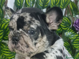 Bulldog Francés perros - Anuncio 8