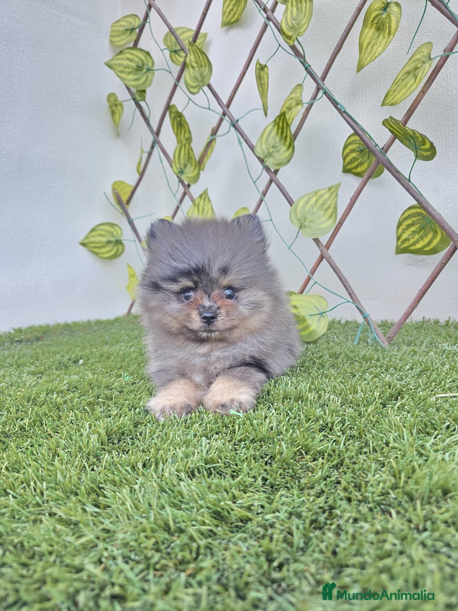 Pomerania perros LULU DE POMERANIA - Anuncio 26