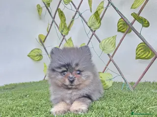 Pomerania perros LULU DE POMERANIA - Anuncio 26