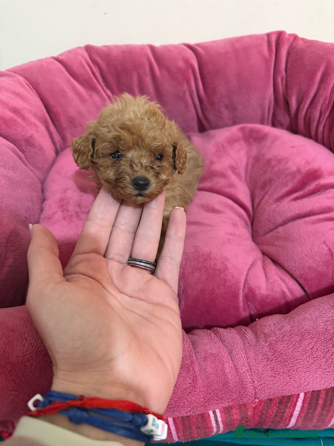 Caniche Toy perros en venta: Camada caniche toy - Anuncio 2