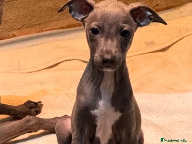 Pequeño Lebrel Italiano perros CACHORROS DE PICCOLO LEBREL ITALIANO - Anuncio 2