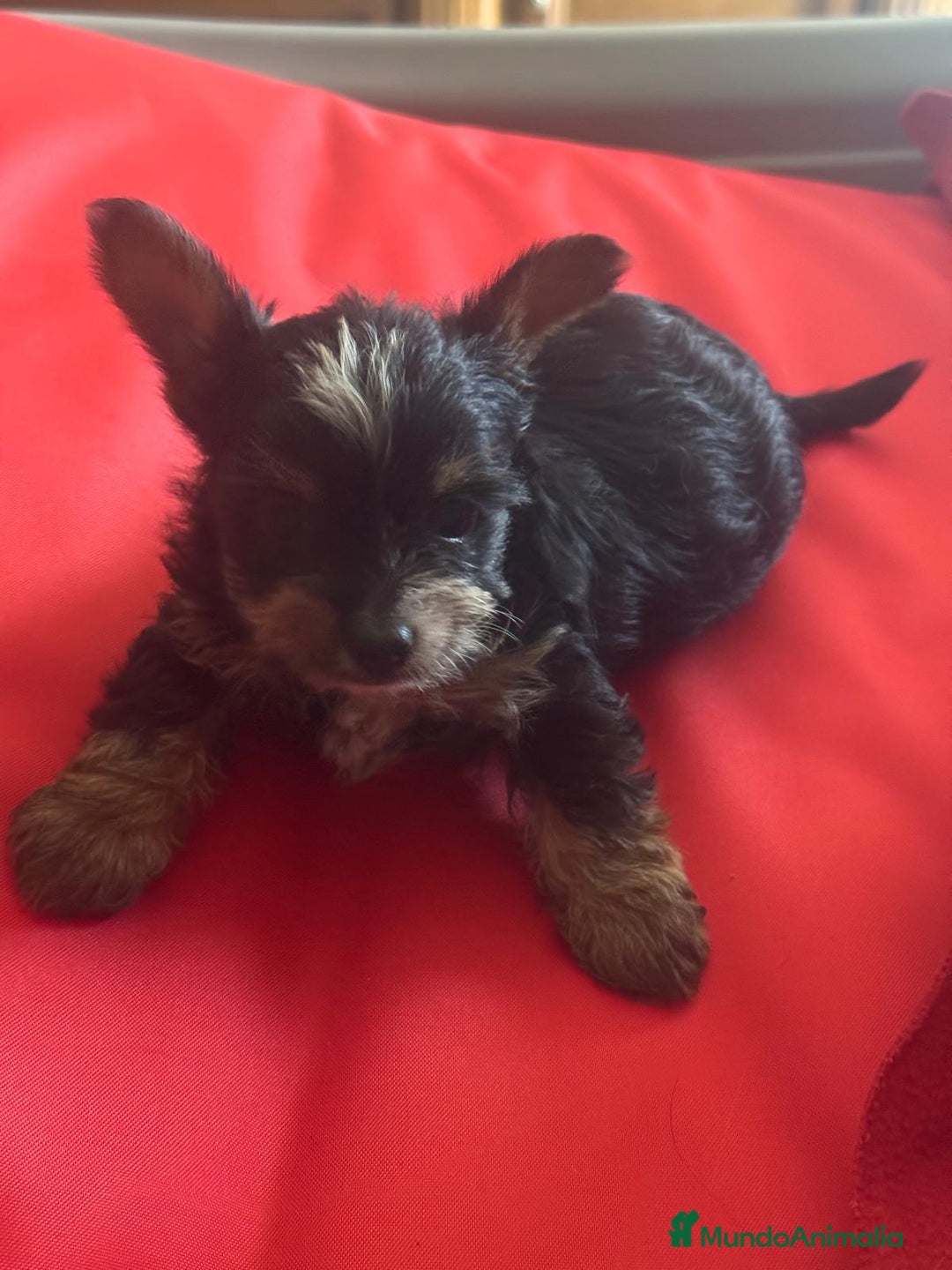 Biewer Yorkshire Terrier a la Pom Pon perros en venta: Biewer yorkshire  - Imagen 5