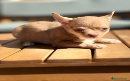 Chihuahua perros en venta: Chihuahua Toy Rusos - Imagen 4
