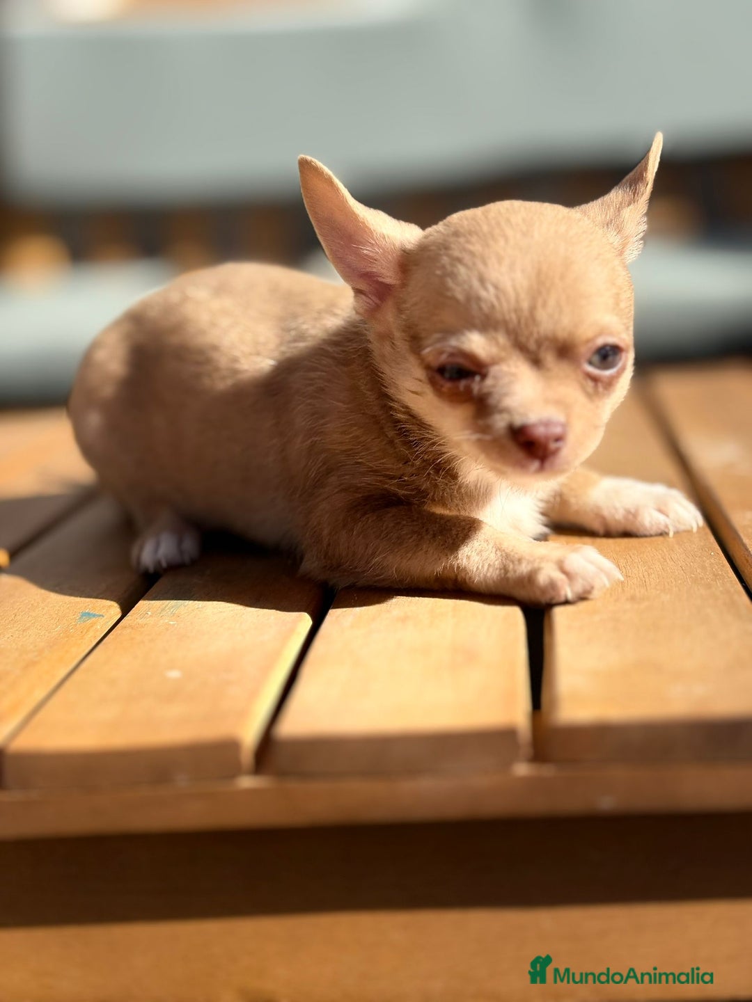 Chihuahua perros en venta: Chihuahua Toy Rusos - Imagen 4