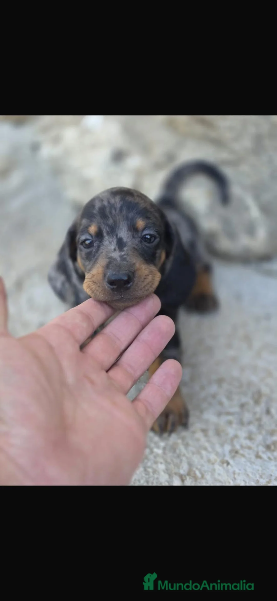 Teckel perros en venta: Macho de teckel kanichen arlekin plata - Anuncio 1
