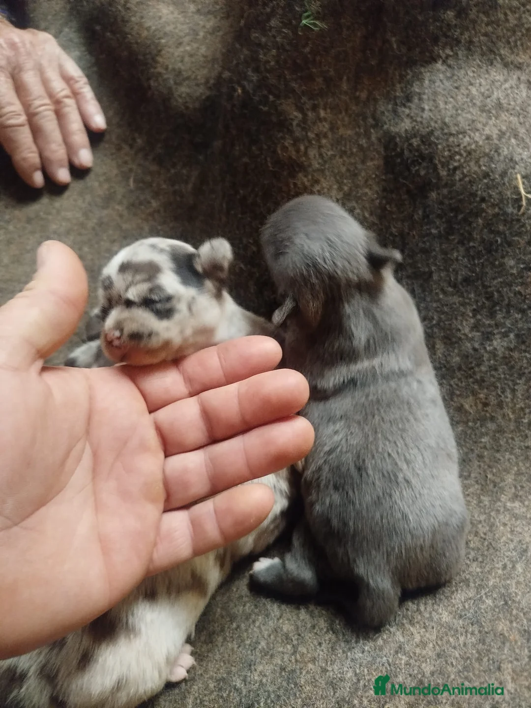 Chihuahua perros en venta: Espectacular camada chihuahuas exóticos  - Anuncio 4