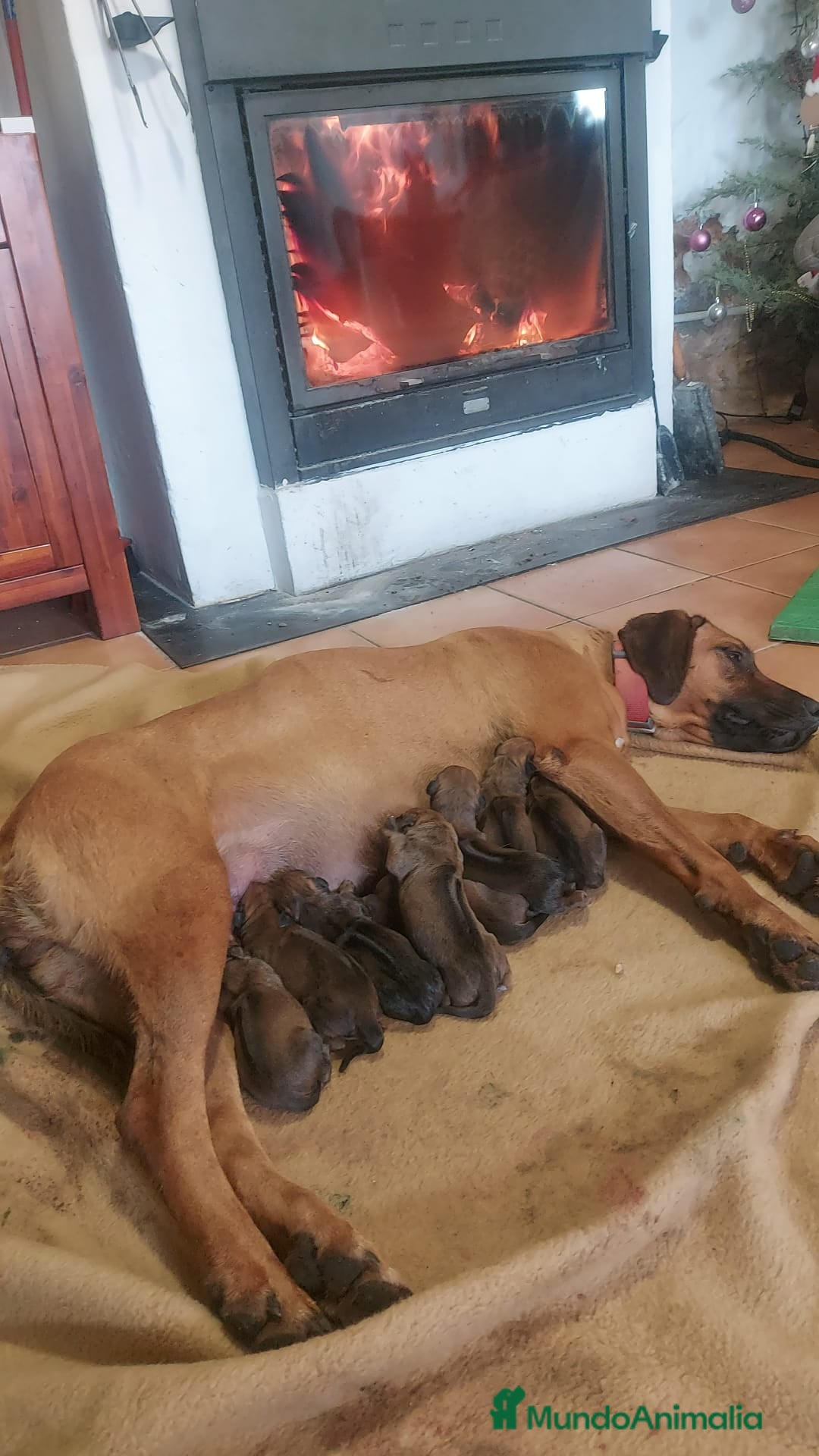 Rhodesian Ridgeback perros Rodhesian Ridgeback cachorros - Anuncio 7