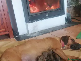 Rhodesian Ridgeback perros Rodhesian Ridgeback cachorros - Anuncio 9