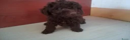 Perro de Agua Español perros en venta: PDA MARISMEÑOS - Anuncio 1