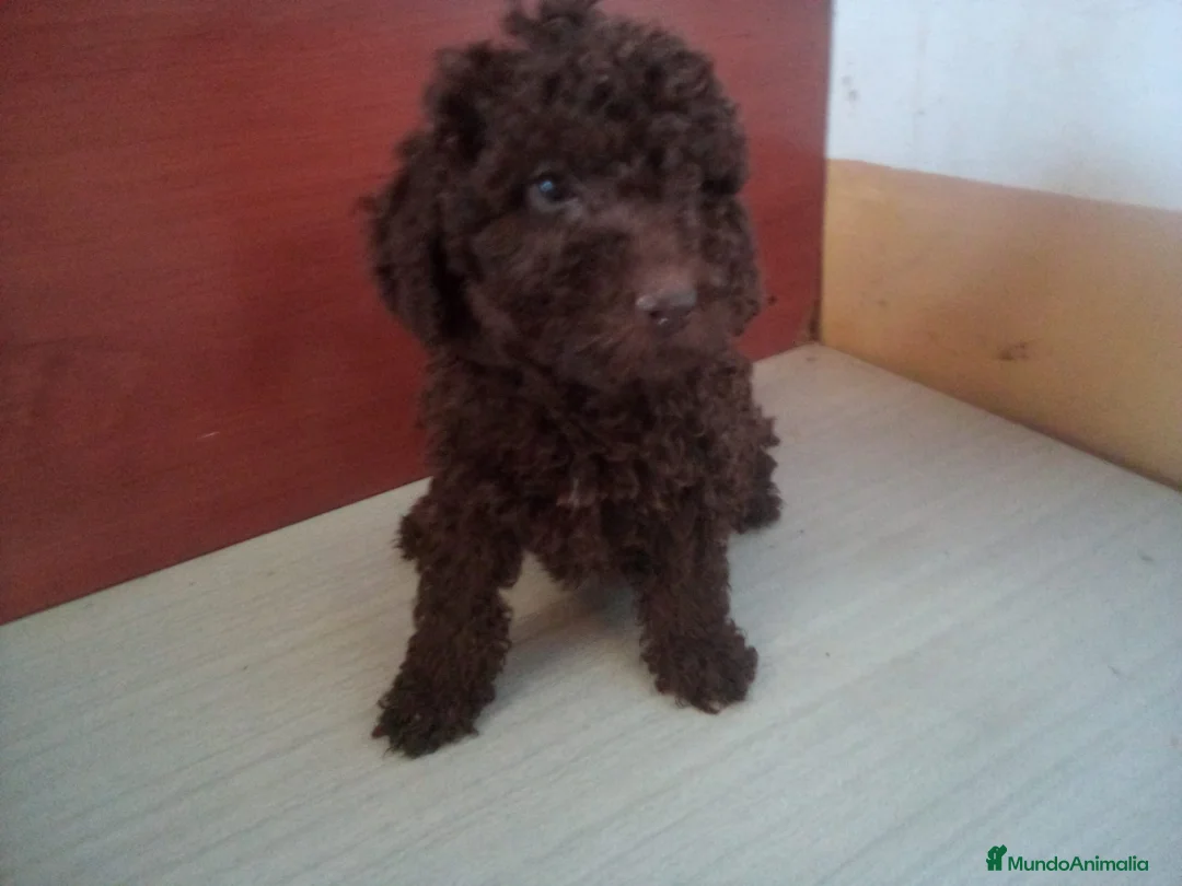 Perro de Agua Español perros en venta: PDA MARISMEÑOS - Anuncio 1