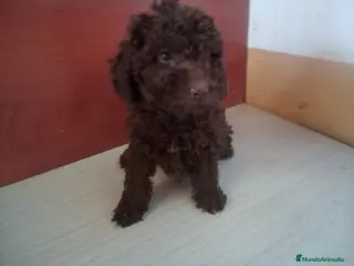 Perro de Agua Español perros PDA MARISMEÑOS - Anuncio 2