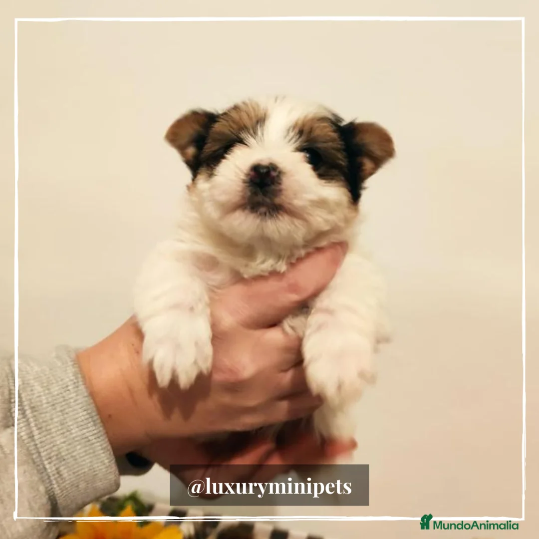 Biewer Yorkshire Terrier a la Pom Pon perros en venta: Camada de Yorkshire Biewer en Madrid - Anuncio 4